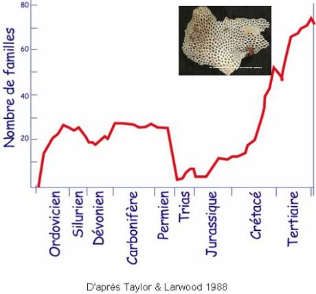  Evolution du nombre de familles de bryozoaires au cours des temps géologiques 