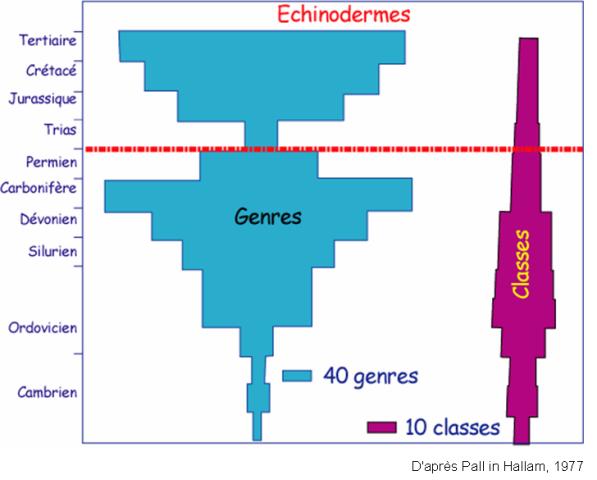  Evolution des genres et familles d'échinodermes du Cambrien au Tertiaire 