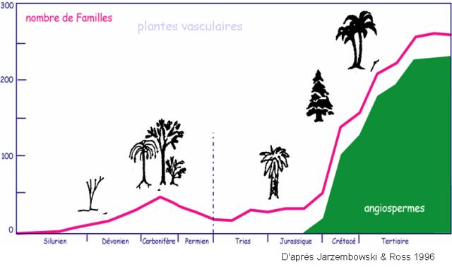  Evolution des flores au cours des temps géologiques 