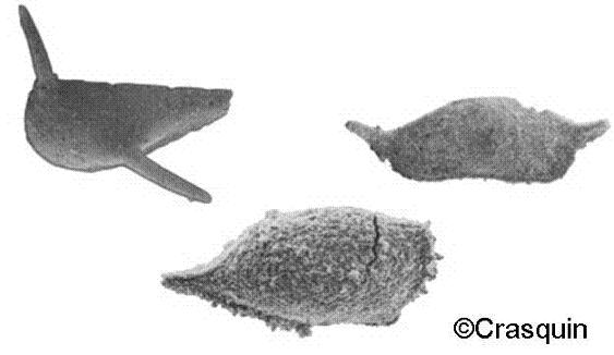  Exemples d'ostracodes paléopsychrosphériques du Dévonien 
			(à gauche) et du Trias basal (au centre et à droite) 