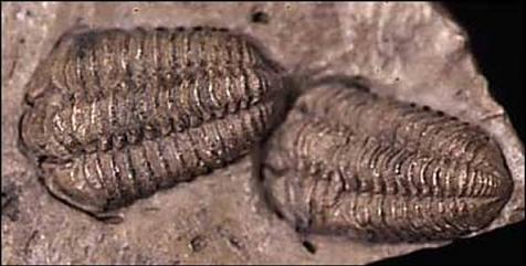  Trilobite 